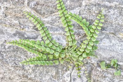 Close-up of fresh green plant