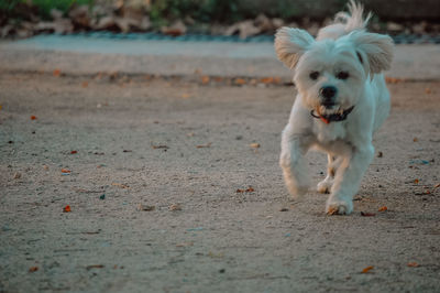 Portrait of dog running