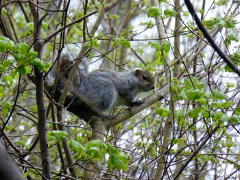 Squirrel on tree in forest