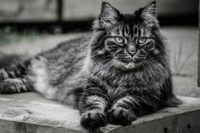 Close-up portrait of cat