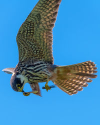 Low angle view of eagle flying against blue sky