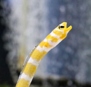 Close-up of yellow lizard