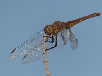 Low angle view of dragonfly flying against blue sky