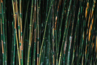 Full frame shot of bamboo plants