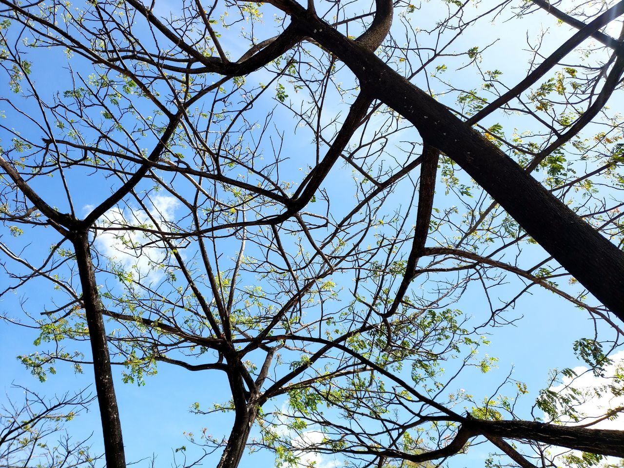 LOW ANGLE VIEW OF BARE TREE AGAINST CLEAR SKY