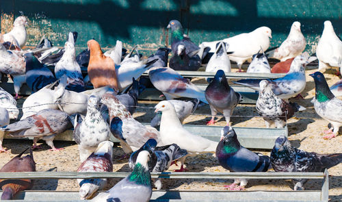 High angle view of pigeons