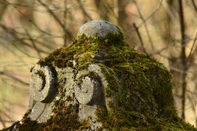 Close-up of moss growing on rock