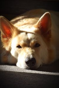 Close-up portrait of a dog