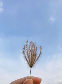 Close-up of hand holding plant against sky