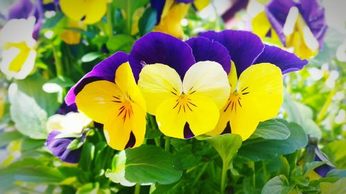 Close-up of fresh yellow flowers blooming outdoors