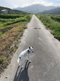 View of dog on road