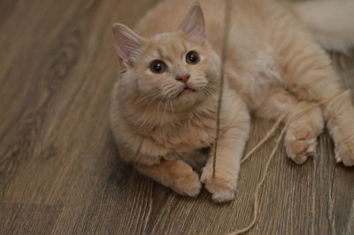 High angle view of cat relaxing on floor at home