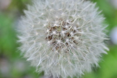 Close-up of dandelion flower