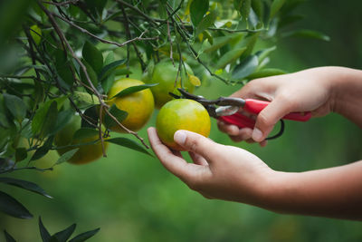 Close-up of hand holding fruits