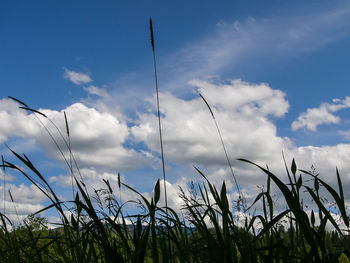 Low angle view of plants against blue sky