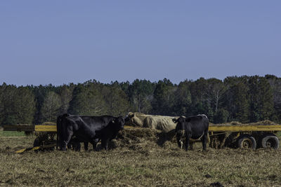 Commerical beef cattle eating hay off of a flatbed trailer in central alabama in november.