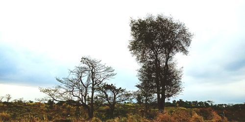 Low angle view of trees on field against sky