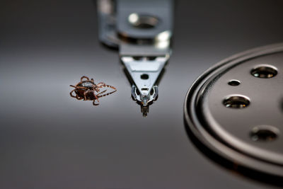 High angle view of insect on metal