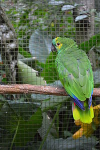 Close-up of parrot perching in cage