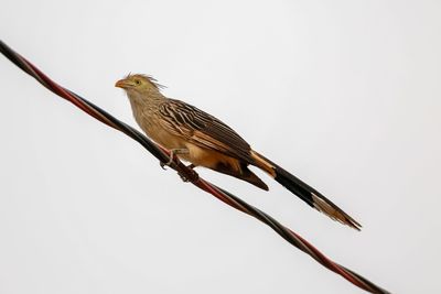 Low angle view of bird perching on branch