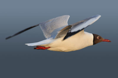 Close-up of bird flying against clear sky