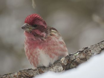 Close-up of a bird perching on branch