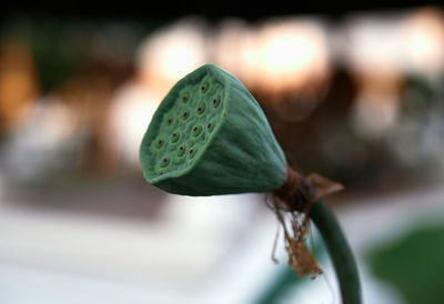 Close-up of lotus seed pot outdoors