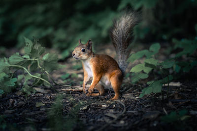 Squirrel on a field