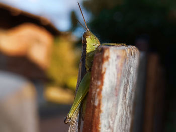 Close-up of butterfly on wood