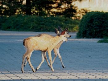 Two deer on street
