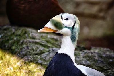 Close-up of bird