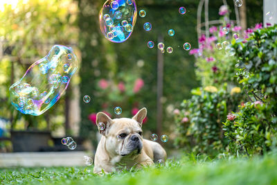 Portrait of dog in park