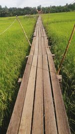 Scenic view of agricultural field