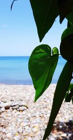 Close-up of pebbles on beach against sky