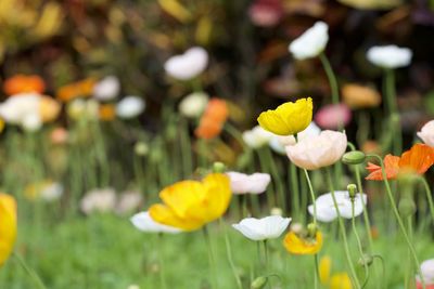 Close-up of yellow flowering plants on field