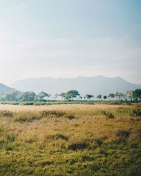 Scenic view of field against sky