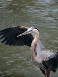 Great blue heron close-up with wings spread open