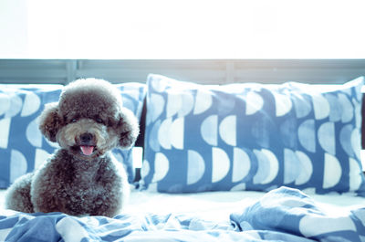 An adorable poodle dog playing alone and hiding in blanket after wake up in morning on messy bed.