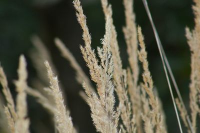 Close-up of rope on grass
