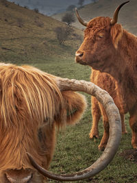 Horses in a field