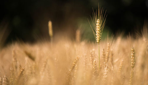 Close-up of wheat growing on field