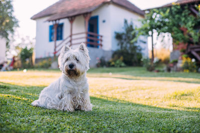 Dog looking away in a house