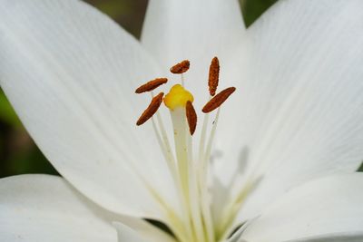 Close-up of white lily