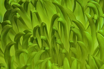 Full frame shot of green plants