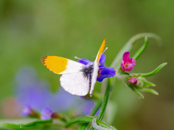 Close-up of butterfly pollinating on purple flower