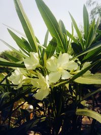 Close-up of plant against sky