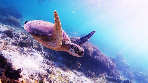 Close-up of turtle swimming in sea