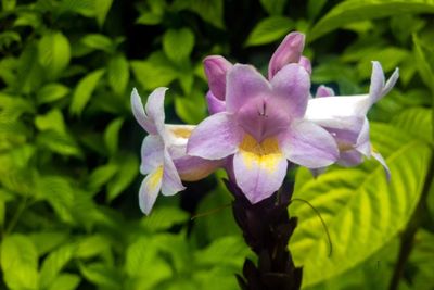 Close-up of fresh purple white flower