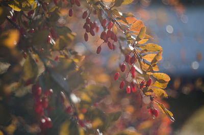 Close-up of tree branch