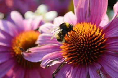 Close-up of bumblebee on coneflower blooming outdoors